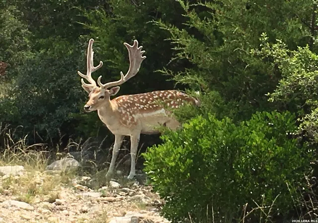 Photo 2 of Land for sale at 1 And 2 Texana Oaks Ranch Hway 377, Rocksprings, TX 78880 | MLS# 1957193 | Listing updated on 2026-04-21