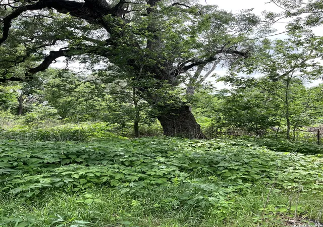 Photo 1 of Land for sale at 12760 Bernhardt Rd, San Antonio, TX 78263 | MLS# 1959598 | Listing updated on 2026-07-25