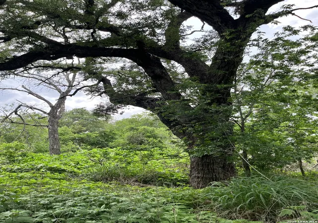 Photo 3 of Land for sale at 12760 Bernhardt Rd, San Antonio, TX 78263 | MLS# 1959598 | Listing updated on 2026-07-25