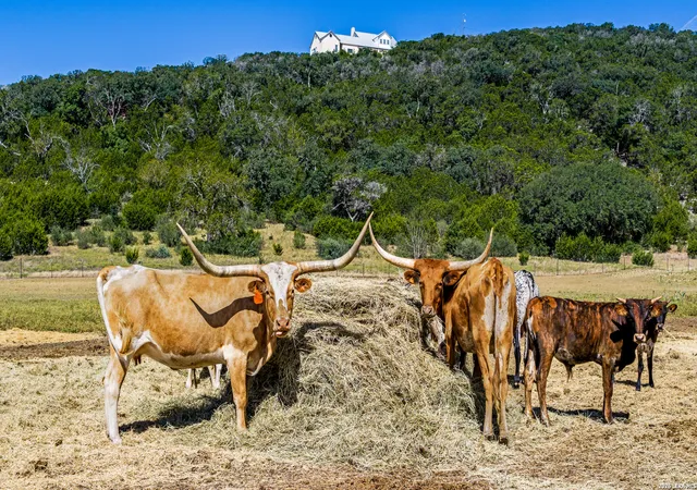 Photo 3 of Land for sale at 11482 Fm 337, Medina, TX 78055 | MLS# 1963632 | Listing updated on 2026-09-06