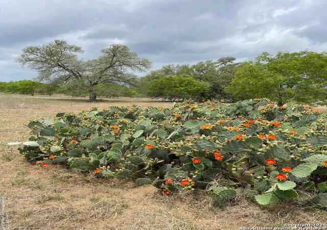 Photo 4 of Land for sale at Tract 1 Hartfield, Seguin, TX 78121 | MLS# 1963943 | Listing updated on 2026-05-16
