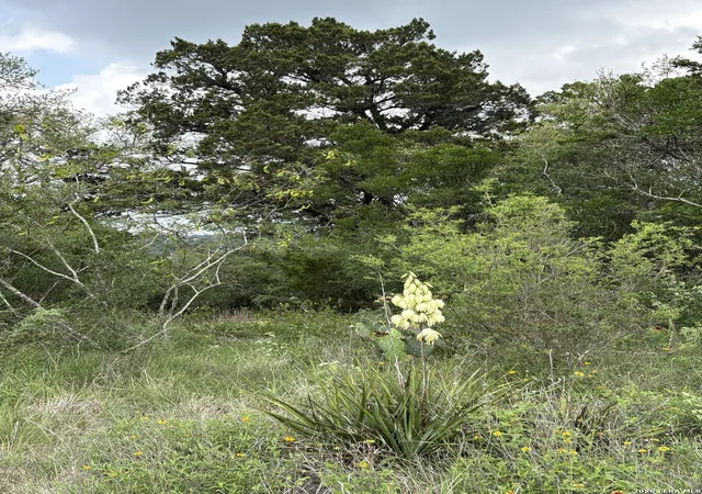 Photo 3 of Land for sale at 460 County Road 2753, Mico, TX 78056 | MLS# 1964674 | Listing updated on 2026-05-18