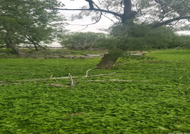 Photo 4 of Land for sale at 354 Bundy, San Antonio, TX 78220 | MLS# 1965624 | Listing updated on 2026-05-22