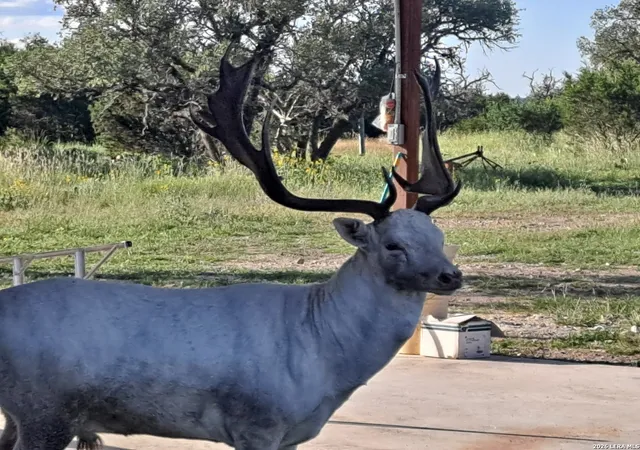 1st image of 2724 Sd 24910, Rocksprings, TX 78880 | MLS# 1971801