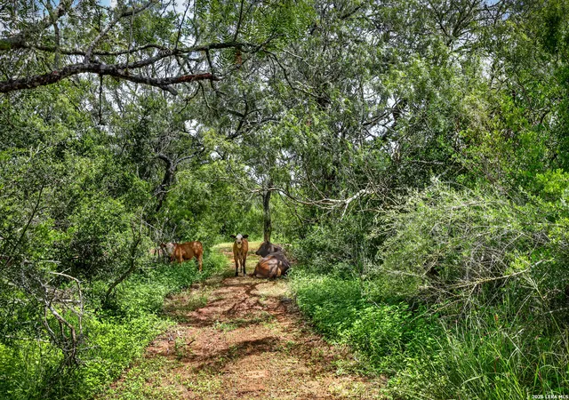 Photo 3 of Land for sale at 622 County Road 460, Stockdale, TX 78160 | MLS# 1991914 | Listing updated on 2026-08-31