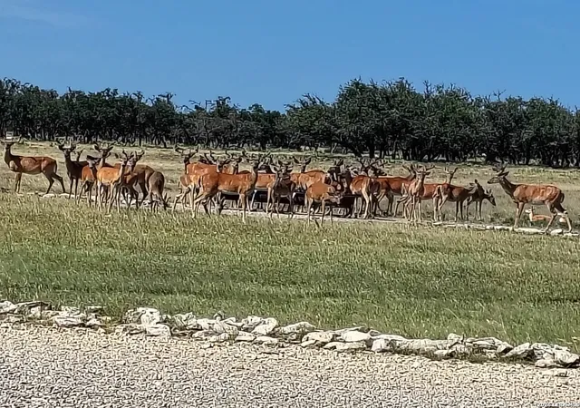 5th image of 988 S D 71600, Rocksprings, TX 78880 | MLS# 1995878