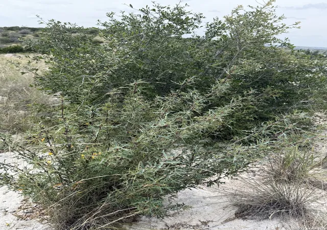 45th image of Tbd Sd 45730, Rocksprings, TX 78880 | MLS# 1997449