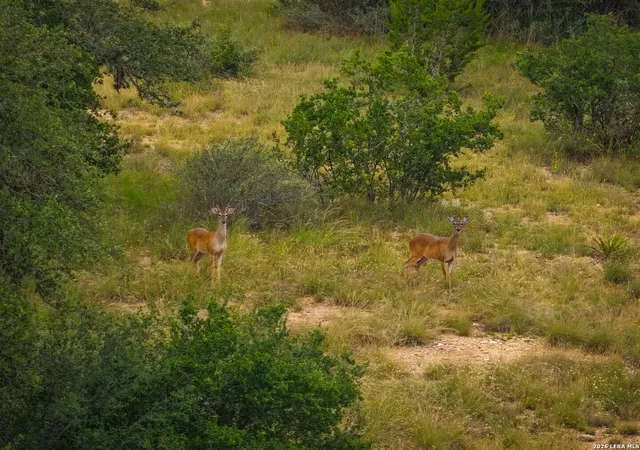3rd image of 30 Acres +/- Peaceful Valley Rd, Bandera, TX 78003 | MLS# 1998058