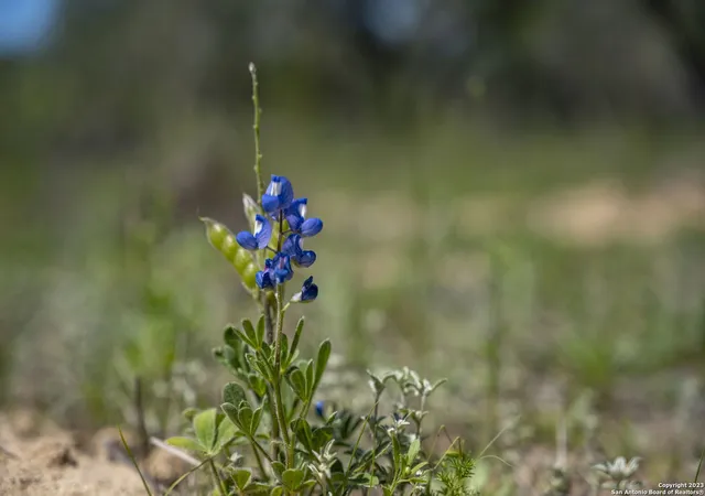 23rd image of 2703 County Road 770, Natalia, TX 78059 | MLS# 2002928