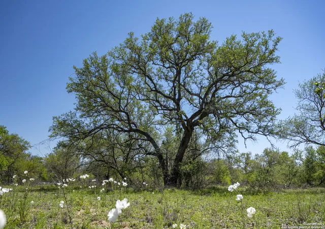 5th image of 2703 County Road 770, Natalia, TX 78059 | MLS# 2002928