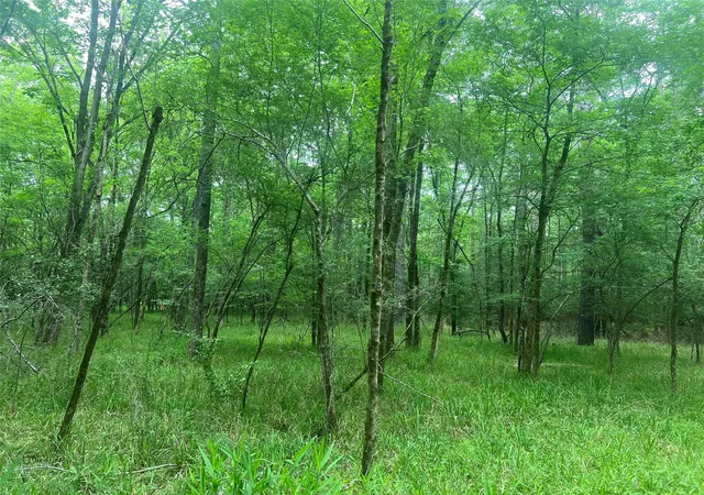 4th image of 00 Wilderness Rd, Pointblank, TX 77364 | MLS# 12376051
