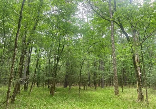 5th image of 00 Wilderness Rd, Pointblank, TX 77364 | MLS# 12376051