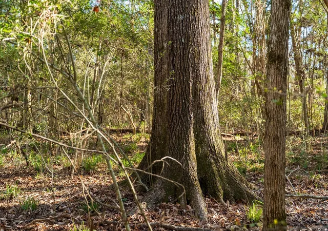 1st image of 00 Hubert Cemetery Rd, Livingston, TX 77351 | MLS# 51513523