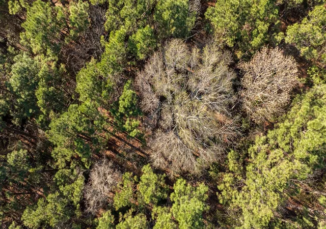 2nd image of 00 Hubert Cemetery Rd, Livingston, TX 77351 | MLS# 51513523