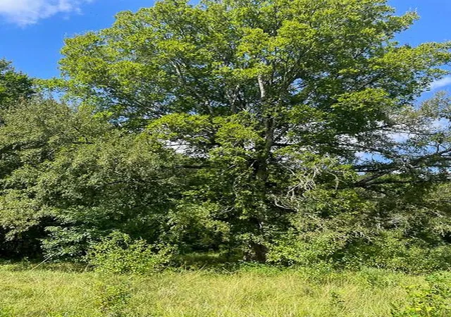 5th image of 0 Jenkins Road North, Oakhurst, TX 77359 | MLS# 76965222