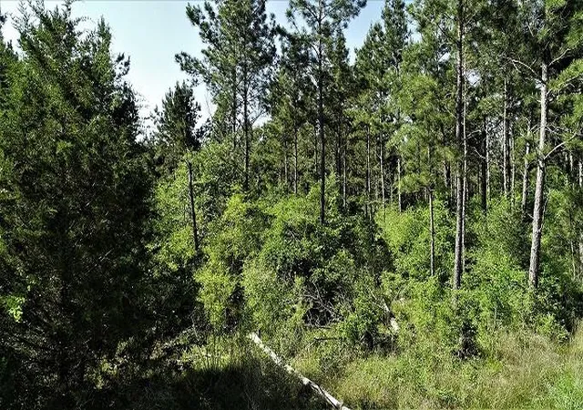 3rd image of 9490 S State Hwy 19, Lovelady, TX 75851 | MLS# 26231705