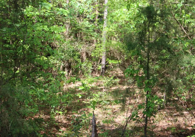 Photo 3 of Land for sale at 000 County Rd 1190, Grapeland, TX 75844 | MLS# 40865678 | Listing updated on 2026-09-18