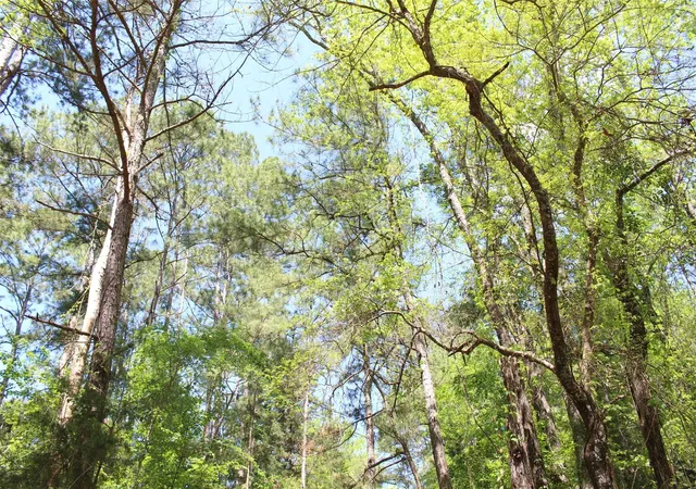 Photo 4 of Land for sale at 000 County Rd 1190, Grapeland, TX 75844 | MLS# 40865678 | Listing updated on 2026-09-18