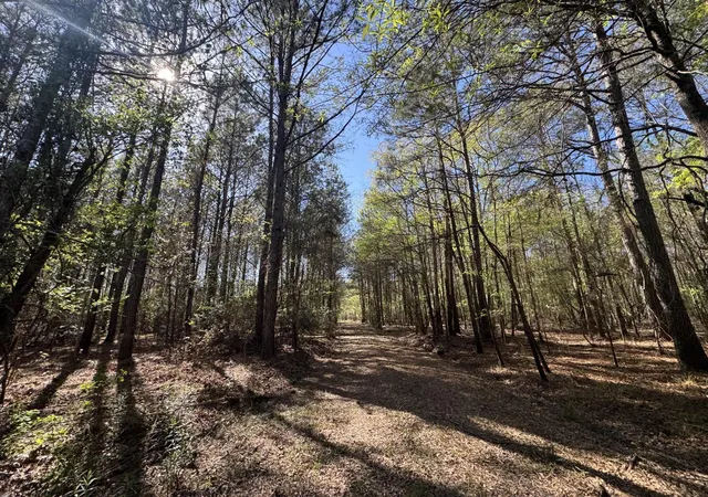 Homes for sale in Colmesneil, TX | Tbd County Road 3930, Colmesneil, TX 75938 | MLS# 26775591