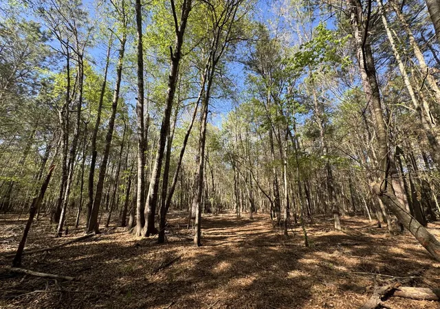Homes for sale in Colmesneil, TX | Tbd County Road 3930, Colmesneil, TX 75938 | MLS# 26775591