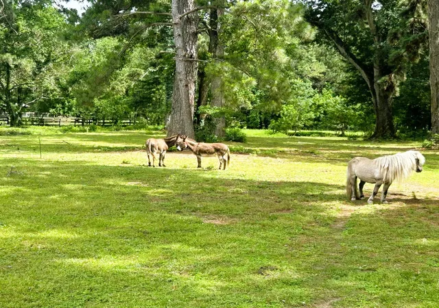 Photo 4 of Land for sale at 9905 Kleppel Rd, Tomball, TX 77375 | MLS# 89417909 | Listing updated on 2026-09-21