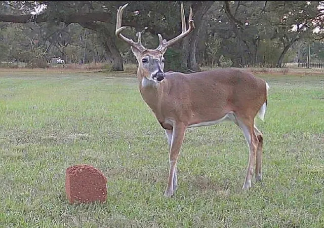 Photo 1 of Land for sale at 802 Comanche Trl Dr, Rosharon, TX 77583 | MLS# 39119519 | Listing updated on 2026-07-10