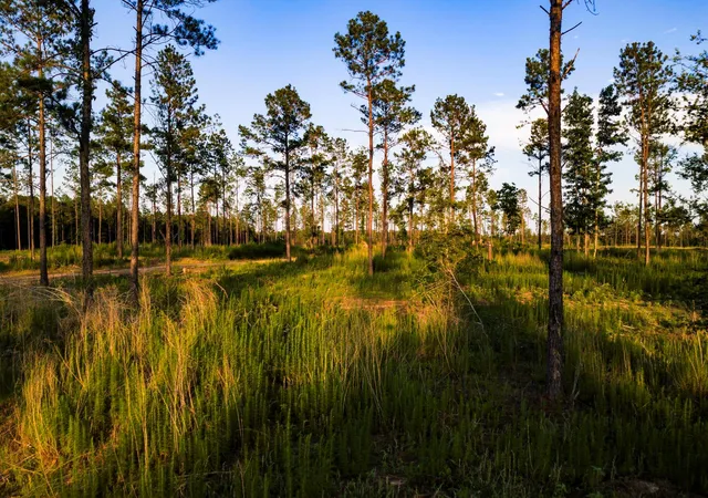 4th image of Tbd Lot 4 Fm 1276, Livingston, TX 77351 | MLS# 62352336