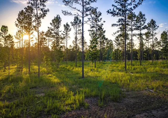 5th image of Tbd Lot 4 Fm 1276, Livingston, TX 77351 | MLS# 62352336