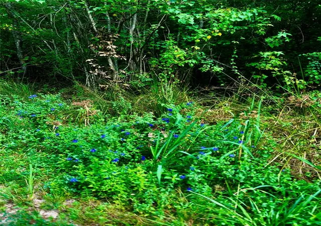 Photo 3 of Land for sale at Tbd State Hwy 242, Conroe, TX 77302 | MLS# 88314847 | Listing updated on 2026-02-05