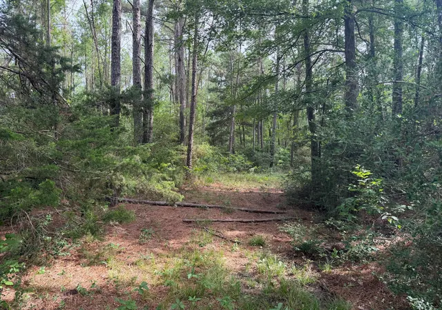 Photo 4 of Land for sale at 6779 County Rd 215, Anderson, TX 77830 | MLS# 31149760 | Listing updated on 2026-06-24