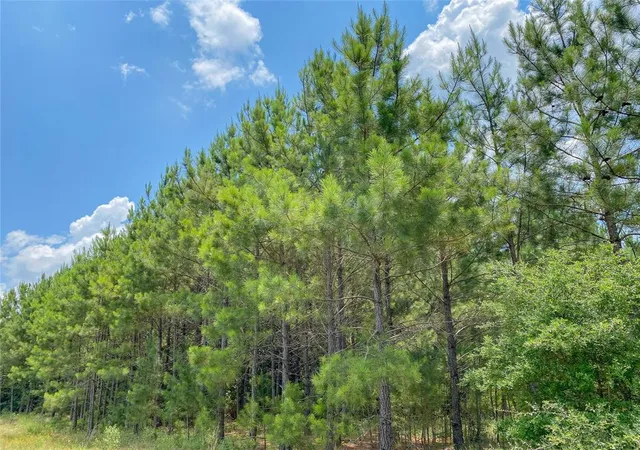 15th image of 0 Us Hwy 59, Corrigan, TX 77351 | MLS# 44547466