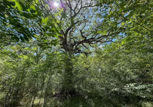 Photo 4 of Land for sale at Tbd Elmore Loop, Shepherd, TX 77371 | MLS# 61181896 | Listing updated on 2026-08-28
