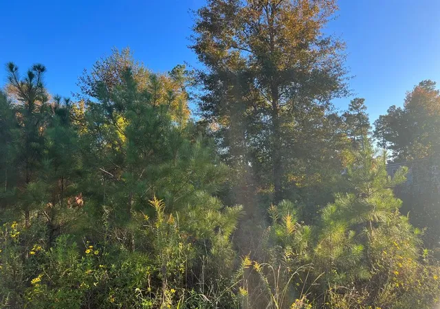 Photo 4 of Land for sale at 146 County Road 3479A, Cleveland, TX 77327 | MLS# 21600413 | Listing updated on 2025-11-17