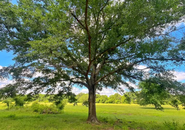 Photo 4 of Land for sale at 78 Ac Cr 1080, Fairfield, TX 75840 | MLS# 16716864 | Listing updated on 2026-04-23