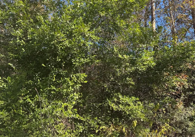 Photo 1 of Land for sale at Tbd Williams Dr, Livingston, TX 77351 | MLS# 77211529 | Listing updated on 2026-08-30