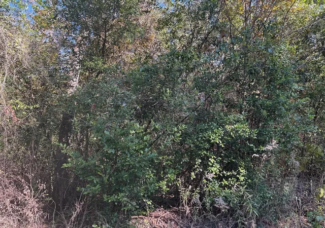 Photo 2 of Land for sale at Tbd Williams Dr, Livingston, TX 77351 | MLS# 77211529 | Listing updated on 2026-08-30