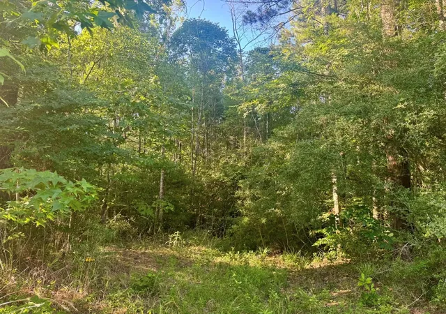 Homes for sale in Burkeville, TX | Tbd County Road 1039, Burkeville, TX 75932 | MLS# 59289040