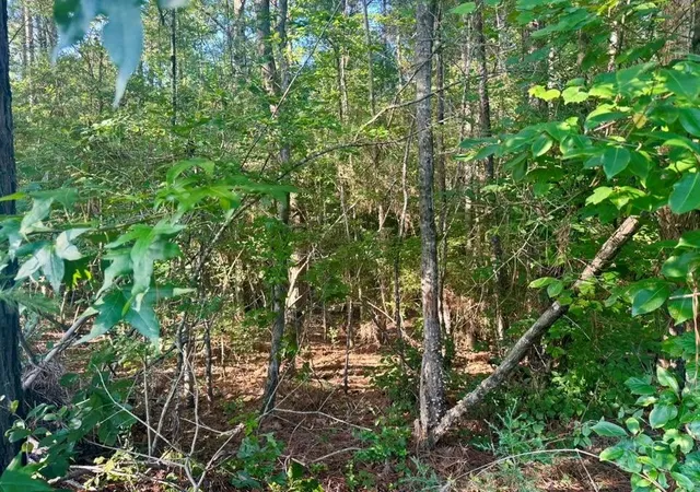 Homes for sale in Burkeville, TX | Tbd County Road 1039, Burkeville, TX 75932 | MLS# 59289040