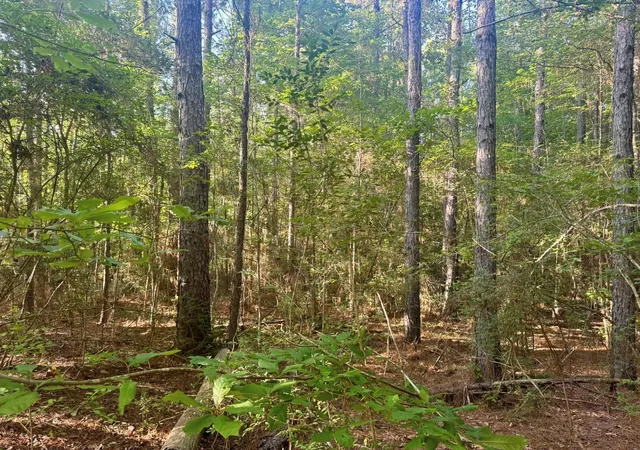 Homes for sale in Burkeville, TX | Tbd County Road 1039, Burkeville, TX 75932 | MLS# 59289040