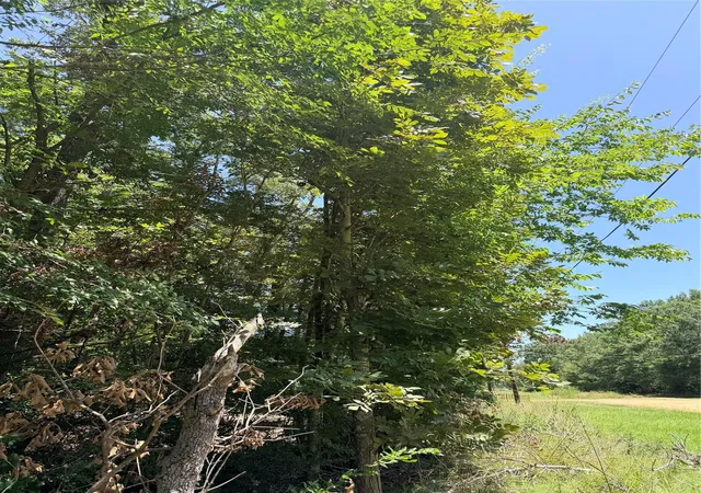 Photo 4 of Land for sale at Tbd Wolf Run, Livingston, TX 77351 | MLS# 33855692 | Listing updated on 2026-08-01