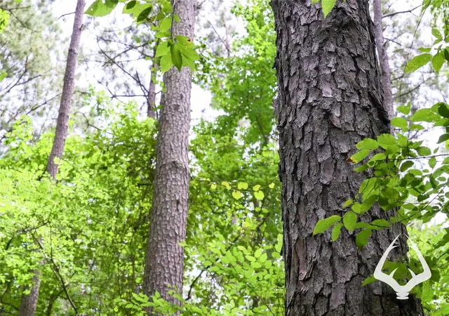 Photo 3 of Land for sale at 1580 00 County Road 4366, Tenaha, TX 75974 | MLS# 58496022 | Listing updated on 2026-08-29