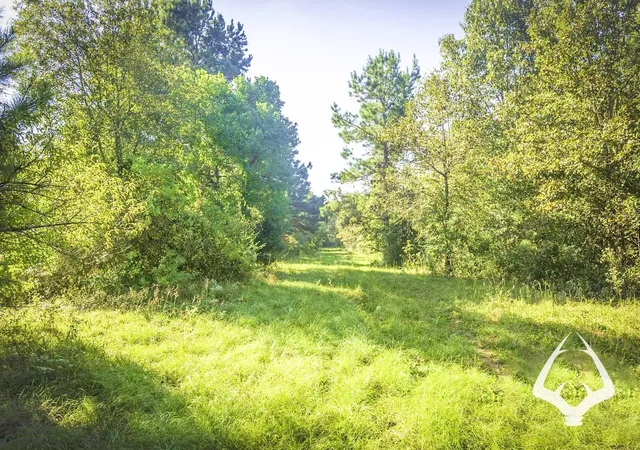 Photo 4 of Land for sale at 1580 00 County Road 4366, Tenaha, TX 75974 | MLS# 58496022 | Listing updated on 2026-08-29