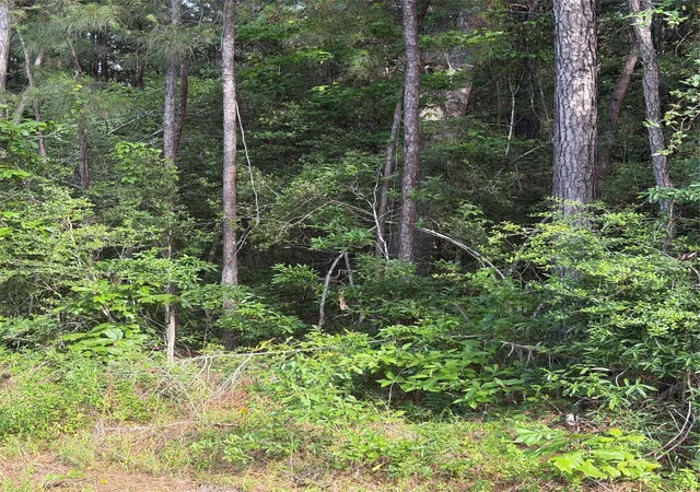 Photo 3 of Land for sale at Tbd Fm 1127 Rd, Shepherd, TX 77371 | MLS# 43370421 | Listing updated on 2026-06-24