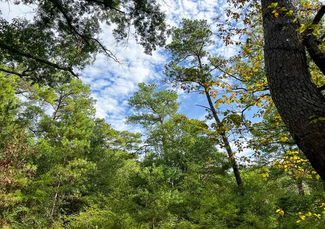 Photo 2 of Land for sale at 7045 State Hwy 75, Huntsville, TX 77340 | MLS# 22962123 | Listing updated on 2025-10-23