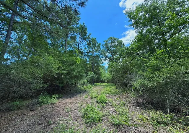 Homes for sale in Oakwood, TX | Tbd Cr 295, Oakwood, TX 75855 | MLS# 88694344