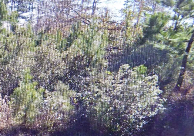 Photo 4 of Land for sale at 50 County Road 3479A, Cleveland, TX 77327 | MLS# 12621979 | Listing updated on 2026-04-08