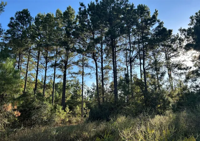 1st image of Tract 11 Fm 230, Lovelady, TX 77854 | MLS# 33348248