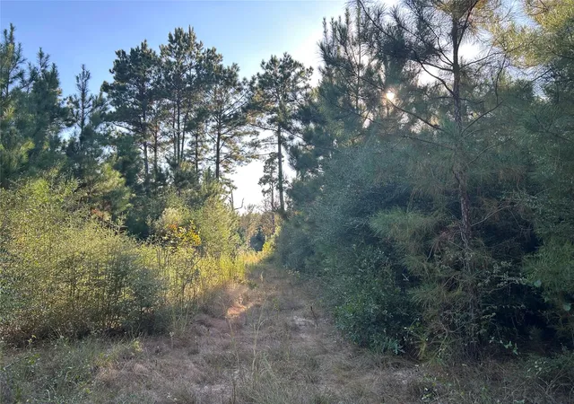 Photo 3 of Land for sale at Tract 11 Fm 230, Lovelady, TX 77854 | MLS# 33348248 | Listing updated on 2026-09-09