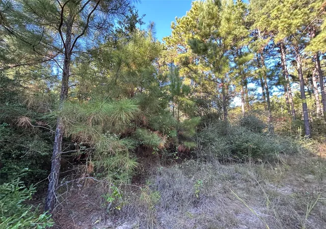 Photo 3 of Land for sale at Tract 11 Fm 230, Lovelady, TX 77854 | MLS# 33348248 | Listing updated on 2026-09-09