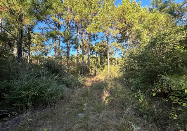 Photo 4 of Land for sale at Tract 11 Fm 230, Lovelady, TX 77854 | MLS# 33348248 | Listing updated on 2026-09-09